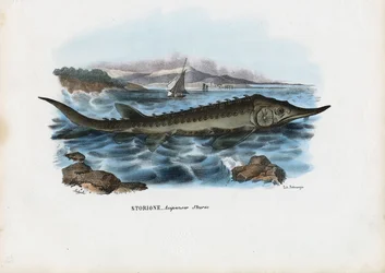 Esturión, 1863-79